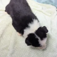 Bonny, a female Border Collie for sale in Calamus, IA – Photo 5 of 6