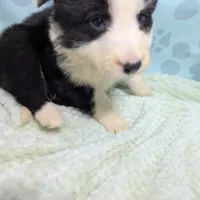 Bonny, a female Border Collie for sale in Calamus, IA – Photo 4 of 6