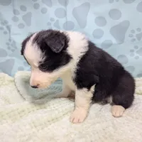 Bonny, a female Border Collie for sale in Calamus, IA – Photo 2 of 6
