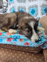 Brin, a female Border Collie for sale in Calamus, IA – Photo 3 of 3