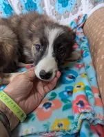 Brin, a female Border Collie for sale in Calamus, IA – Photo 2 of 3