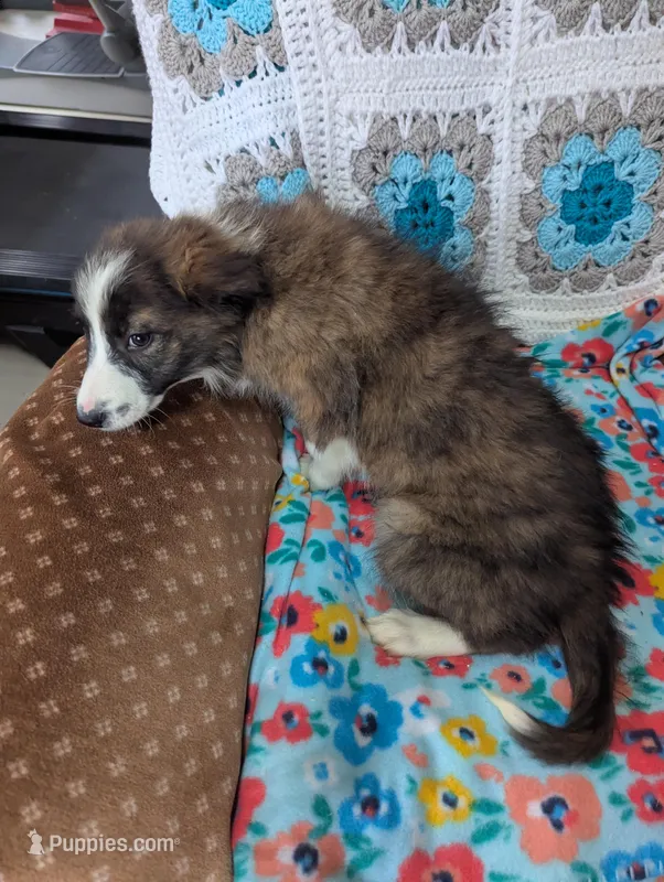 Brin – Border Collie puppy for sale in Calamus, IA