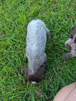 Sweetheart , a female Wirehaired Pointing Griffon for sale in Calamus, IA – 4 of 6