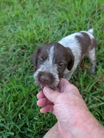 Peaches , a female Wirehaired Pointing Griffon for sale in Calamus, IA – 2 of 3