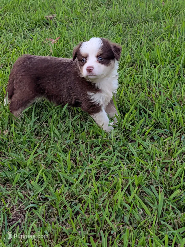 Ruby Tuesday full tail – Miniature Australian Shepherd puppy for sale in Calamus, IA