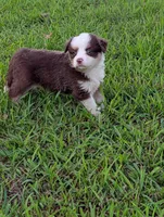 Ruby Tuesday full tail, a female Miniature Australian Shepherd for sale in Calamus, IA – 1 of 3