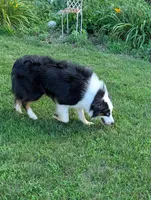 Snickers , a  Miniature Australian Shepherd for sale in Calamus, IA – 3 of 3