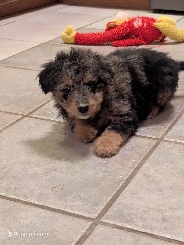 Jenny – Miniature Aussiedoodle puppy for sale in Calamus, IA