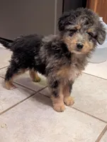 Jenny, a female Miniature Aussiedoodle for sale in Calamus, IA – Photo 3 of 4