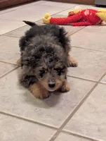 Jenny, a female Miniature Aussiedoodle for sale in Calamus, IA – Photo 4 of 4