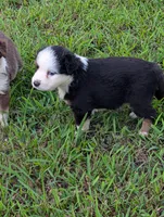 Paul BET full tail , a male Miniature Australian Shepherd for sale in Calamus, IA – 3 of 4
