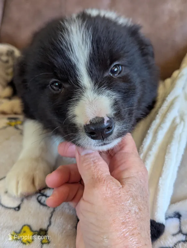 Mr. Goodpuppy – Border Collie puppy for sale in Calamus, IA
