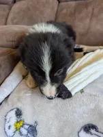 Mr. Goodpuppy, a male Border Collie for sale in Calamus, IA – Photo 5 of 5