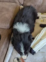 Mr. Goodpuppy, a male Border Collie for sale in Calamus, IA – Photo 4 of 5