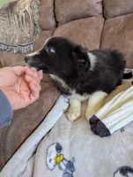 Mr. Goodpuppy, a male Border Collie for sale in Calamus, IA – Photo 2 of 5