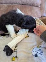 Mr. Goodpuppy, a male Border Collie for sale in Calamus, IA – Photo 3 of 5