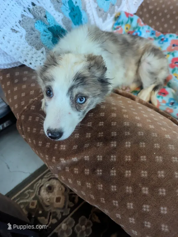 Willow  – Border Collie puppy for sale in Calamus, IA