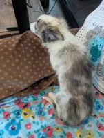 Willow , a female Border Collie for sale in Calamus, IA – Photo 3 of 3