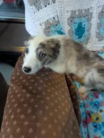 Willow , a female Border Collie for sale in Calamus, IA – Photo 2 of 3