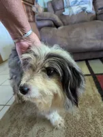 Snickers , a male Miniature Aussiedoodle for sale in Calamus, IA – 2 of 4