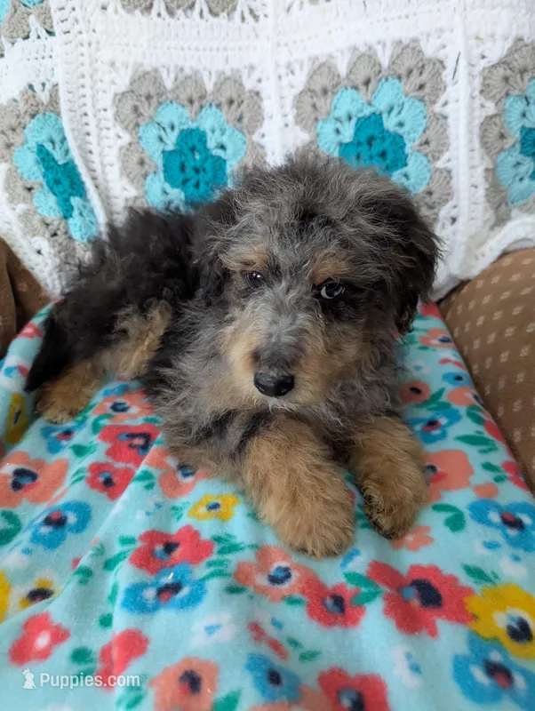 Snickers  – Miniature Aussiedoodle puppy for sale in Calamus, IA