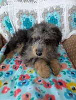 Snickers , a male Miniature Aussiedoodle for sale in Calamus, IA – 1 of 4