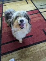 Snickers , a male Miniature Aussiedoodle for sale in Calamus, IA – 3 of 4