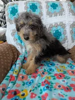 Snickers , a male Miniature Aussiedoodle for sale in Calamus, IA – 4 of 4