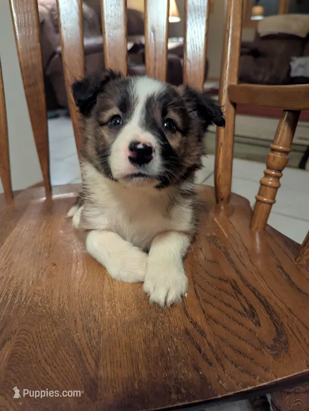 Eve-sable – Border Collie puppy for sale in Calamus, IA