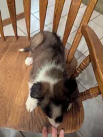 Eve-sable, a female Border Collie for sale in Calamus, IA – Photo 2 of 3