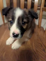 Eve-sable, a female Border Collie for sale in Calamus, IA – Photo 3 of 3