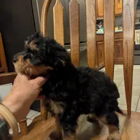 Toby, a male Miniature Aussiedoodle for sale in Calamus, IA – Photo 3 of 4