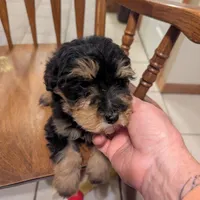 Toby, a male Miniature Aussiedoodle for sale in Calamus, IA – Photo 4 of 4