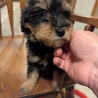 Toby, a male Miniature Aussiedoodle for sale in Calamus, IA – Photo 1 of 4