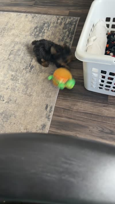 Romeo, a male Yorkshire Terrier for sale in Round Rock, TX – 5 of 8