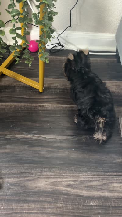 Romeo, a male Yorkshire Terrier for sale in Round Rock, TX – 8 of 8