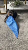 Romeo, a male Yorkshire Terrier for sale in Round Rock, TX – 1 of 8