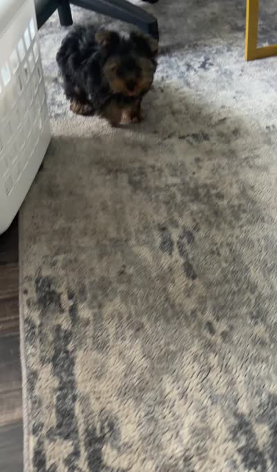 Romeo, a male Yorkshire Terrier for sale in Round Rock, TX – 6 of 8