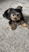 Romeo, a male Yorkshire Terrier for sale in Round Rock, TX – 4 of 8