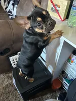 Hershey, a female French Bulldog for sale in Moses Lake, WA – Photo 5 of 6