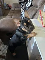 Hershey, a female French Bulldog for sale in Moses Lake, WA – Photo 6 of 6