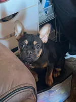 Hershey, a female French Bulldog for sale in Moses Lake, WA – Photo 3 of 6