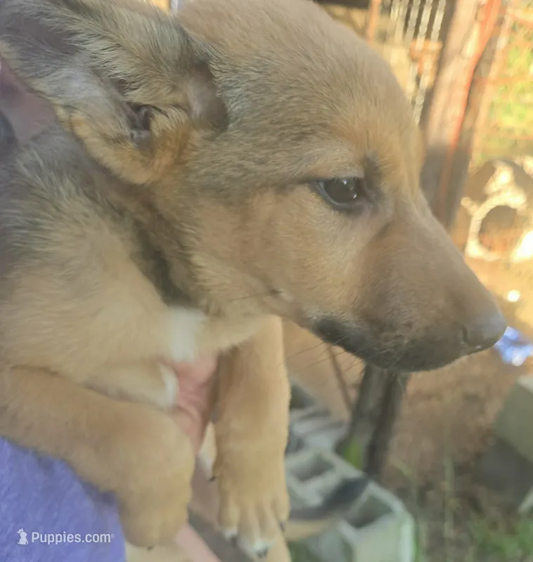Loki  – German Shepherd Dog puppy for sale in North, SC