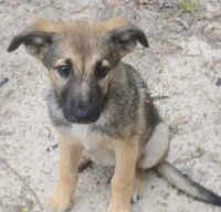 CareBear, a female German Shepherd Dog for sale in North, SC – 2 of 2