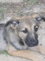 CareBear, a female German Shepherd Dog for sale in North, SC – 1 of 2