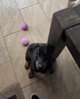 Kane, a male Doberman Pinscher for sale in Downey, CA – 2 of 3