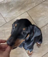 Kane, a male Doberman Pinscher for sale in Downey, CA – 3 of 3