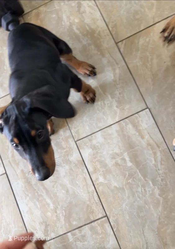 Kane – Doberman Pinscher puppy for sale in Downey, CA