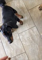 Kane, a male Doberman Pinscher for sale in Downey, CA – 1 of 3