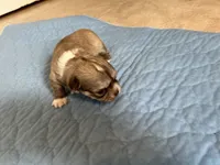 Mo AKC, a male Chihuahua for sale in Dolphin, VA – Photo 1 of 5